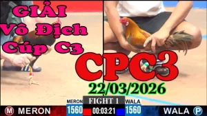 Clip đá gà CPC3 hôm nay ngày 22032026
