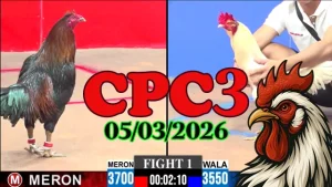 Clip đá gà CPC3 ngày 05032026 – Video đá gà Thomo phát lại hôm nay
