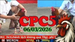 Clip đá gà CPC5 hôm nay 06032026 – Tường thuật trực tiếp