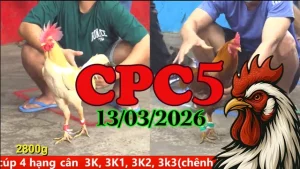 Clip đá gà CPC5 hôm nay 13032026 – Video HD online