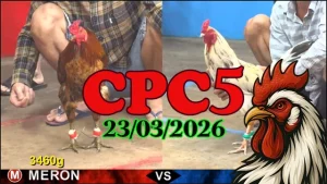 Clip đá gà CPC5 trực tiếp hôm nay 23032026