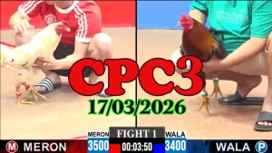 Clip đá gà Thomo CPC3 trực tiếp hôm nay ngày 17032026