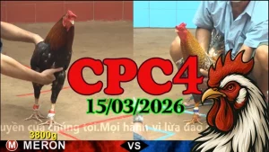 Clip đá gà Thomo CPC4 ngày 15032026 – Xem video trận đấu mới nhất