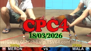 Clip đá gà Thomo CPC4 trực tiếp hôm nay ngày 18032026
