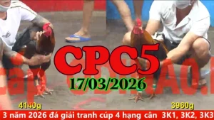 Clip đá gà Thomo CPC5 trực tiếp hôm nay ngày 17032026