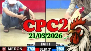 Clip đá gà trực tiếp CPC2 21032026 – Xem lại trận đấu mới nhất