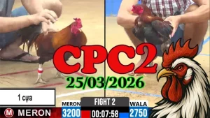 Clip đá gà trực tiếp CPC2 Thomo ngày 25032026