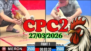 Full Clip Đá Gà Thomo CPC2 27032026