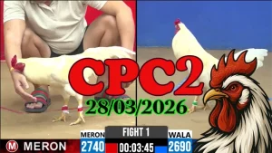 Full Video Đá Gà Thomo CPC2 Ngày 28032026