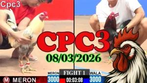Full clip đá gà trực tiếp CPC3 hôm nay 08032026 mới nhất