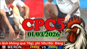 Full trận xem đá gà trực tiếp CPC5 01032026 chất lượng HD