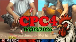 Full video đá gà trực tiếp CPC4 06032026 tại trường gà Thomo
