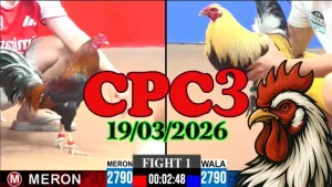 Link clip đá gà trực tiếp CPC3 ngày 19032026 miễn phí