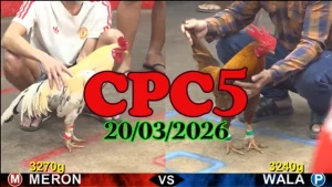 Link clip đá gà trực tiếp CPC5 hôm nay 20032026 miễn phí
