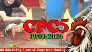 Link clip đá gà trực tiếp CPC5 hôm nay ngày 19032026