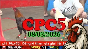 Link trực tiếp đá gà CPC5 hôm nay 08032026 mới nhất