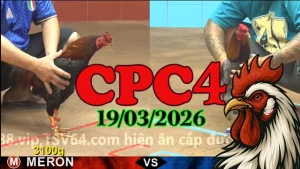 Link video đá gà trực tiếp CPC4 hôm nay 19032026