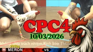 Link xem Clip đá gà trực tiếp CPC4 10032026