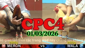 Link xem Clip đá gà trực tiếp CPC4 hôm nay ngày 01032026