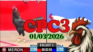 Link xem Video đá gà trực tiếp CPC3 Ngày 01032026 nhanh nhất