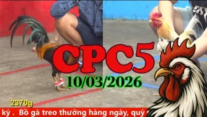 Link xem Video đá gà trực tiếp CPC5 10032026