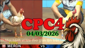 Mới nhất Clip đá gà trực tiếp CPC4 hôm nay 04032026 hot nhất