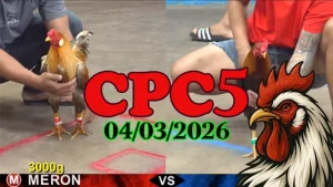 Mới nhất Video đá gà trực tiếp CPC5 04032026 hot nhất