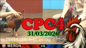 Phát Lại Đá Gà Thomo CPC4 31032026