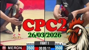 Tổng Hợp Clip Đá Gà Trực Tiếp Thomo CPC2 26032026