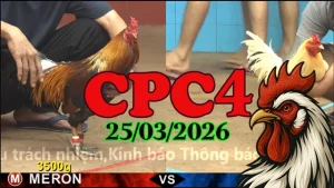 Tổng Hợp Full Clip Đá Gà Thomo CPC4 Hôm Nay 25032026