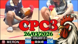 Tổng Hợp Phát Lại Đá Gà Thomo CPC3 26032026