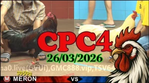 Tổng Hợp Video Trực Tiếp Đá Gà CPC4 26032026