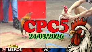 Tổng hợp clip đá gà CPC5 Thomo hôm nay 240320226