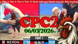 Tổng hợp clip đá gà trực tiếp CPC2 ngày 06032026 mới nhất