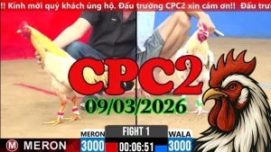 Tổng hợp clip đá gà trực tiếp CPC2 ngày 09032026 mới nhất hôm nay