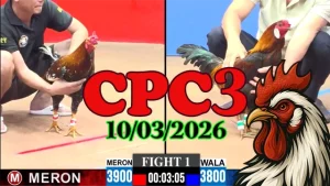 Tổng hợp video đá gà trực tiếp CPC3 hôm nay 10032026 Thomo
