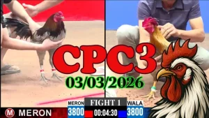 Tổng hợp video đá gà trực tiếp CPC3 ngày 03032026 chuẩn HD