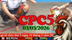 Trực tiếp CPC5 hôm nay 03032026 – Phân tích trận đá gà