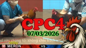 Trực tiếp Clip đá gà CPC4 ngày 07032026