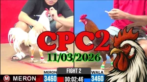 Trực tiếp đá gà CPC2 ngày 11032026 từ trường gà Thomo