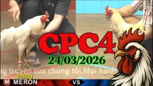 Video Clip Đá Gà Thomo CPC4 Ngày 24032026
