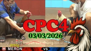 Video Clip đá gà CPC4 03032026 – Trận chiến gà nảy lửa