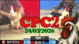 Video Đá Gà CPC2 Ngày 24032026