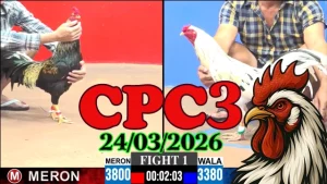 Video Đá Gà Thomo CPC3 24032026