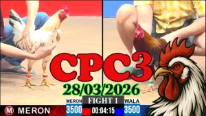 Video Phát Lại Đá Gà Thomo CPC3 Hôm Nay 28032026