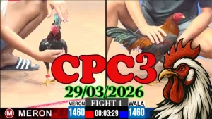 Video Phát Lại Đá Gà Thomo CPC3 Hôm Nay 29032026
