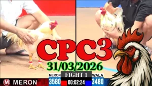Video clip đá gà Thomo CPC3 hôm nay 31032026