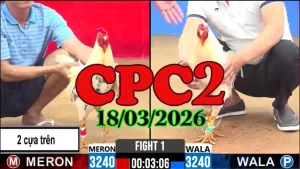 Video clip đá gà trực tiếp CPC2 hôm nay 18032026 Thomo