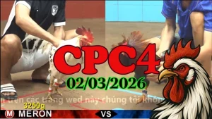 Video đá gà CPC4 trực tiếp hôm nay 02032026 mới nhất
