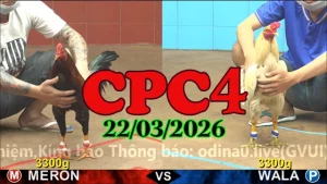 Video đá gà CPC4 trực tiếp hôm nay 22032026